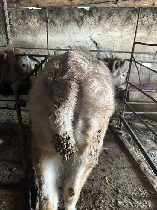 Корова Скота Быки