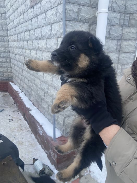 Животные даром . В добрые руки .