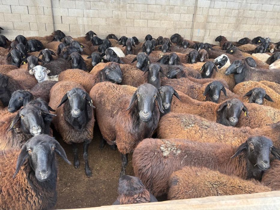 Еділбай племенной қозылар