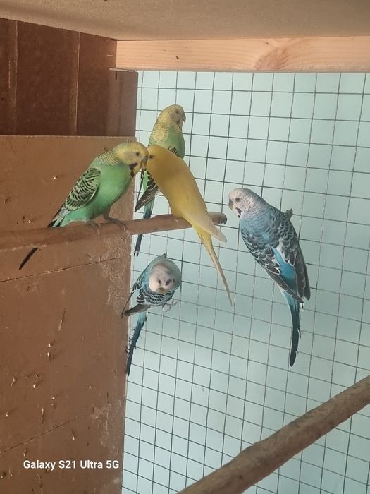 VALER QUSHLARI BLAN 
Qush:Valnisti yaxwi yiri qushla 
Soni:7ta 2