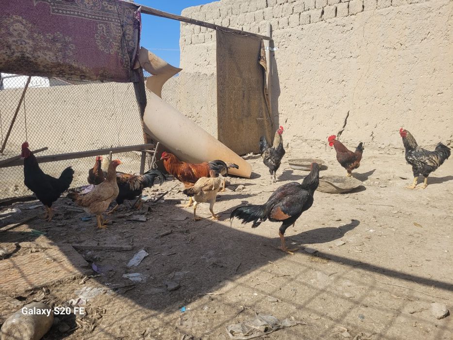 Хурозла сотилади