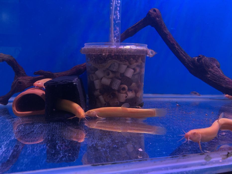 Вьюн Золотой дракон