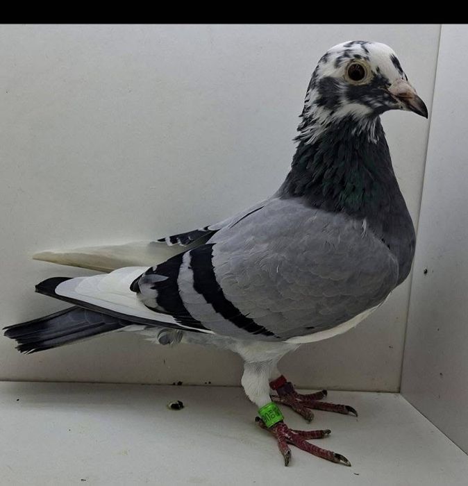 Vand porumbei voiajori