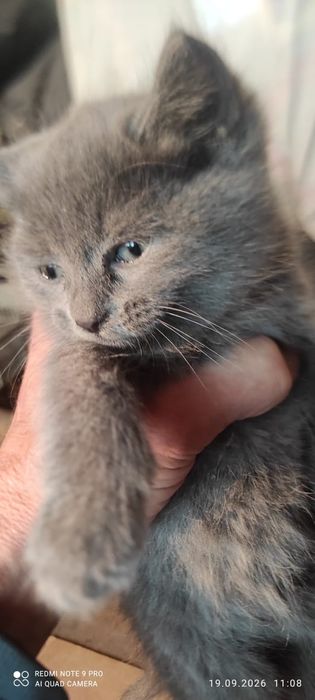 Отдам котят в добрые руки