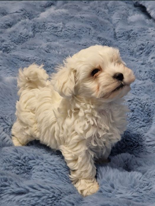 Bichon Maltez rasa pura