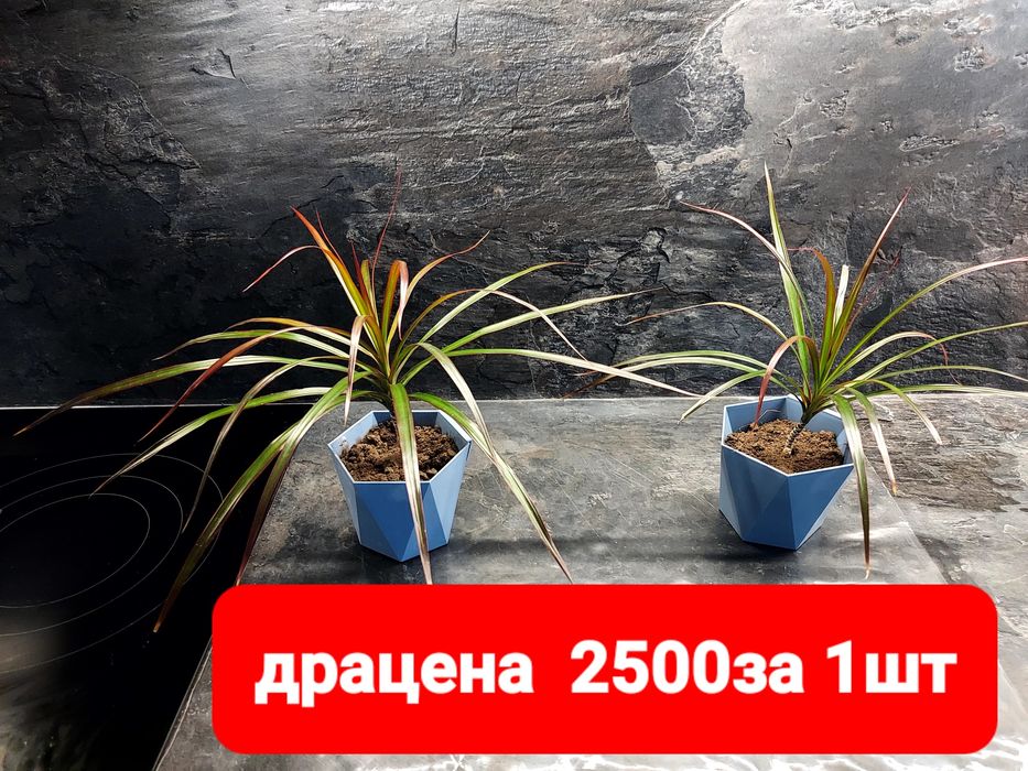 Продам драцену 2500тнг