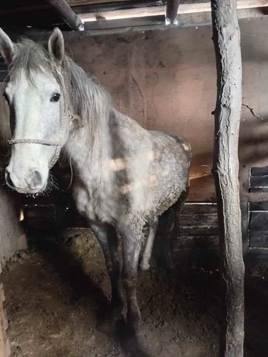 Продам қысыр семіз бие