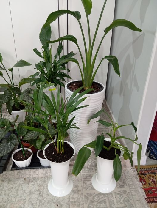 Комнатные растения