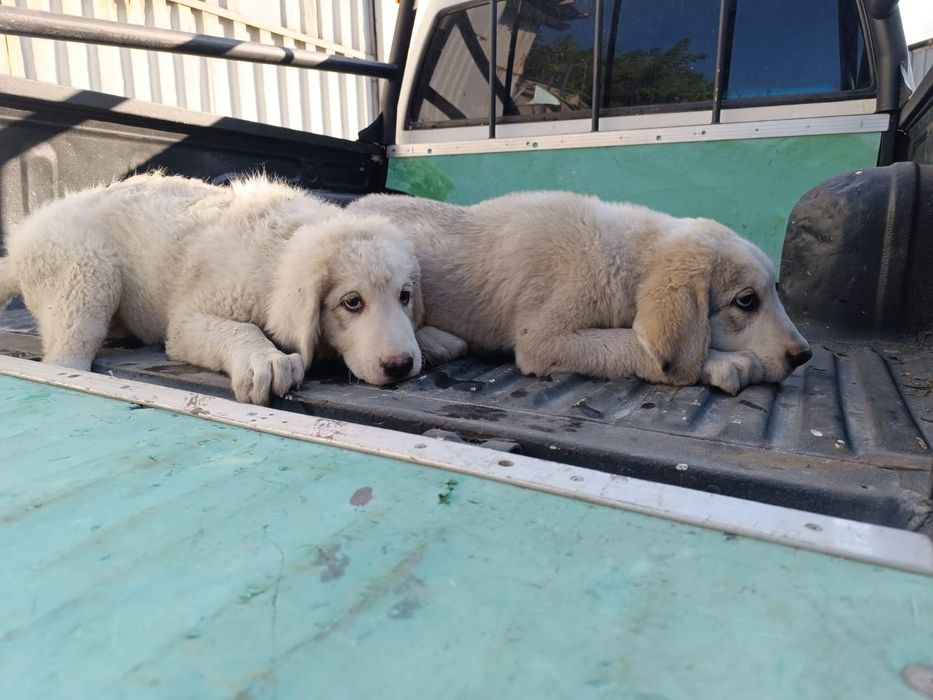 Щенки алабая четыре месяца