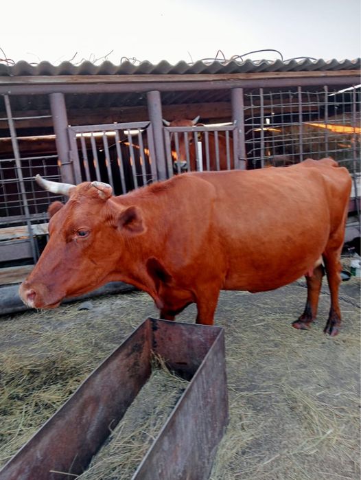 Продам корову дойную, 4 отел