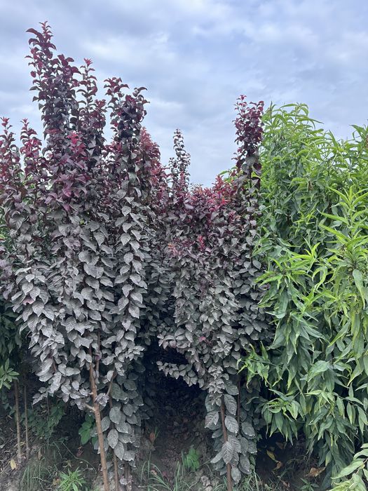 Кучатлар бор Ko’chatlar sotiladi Мевали ва Декотарив