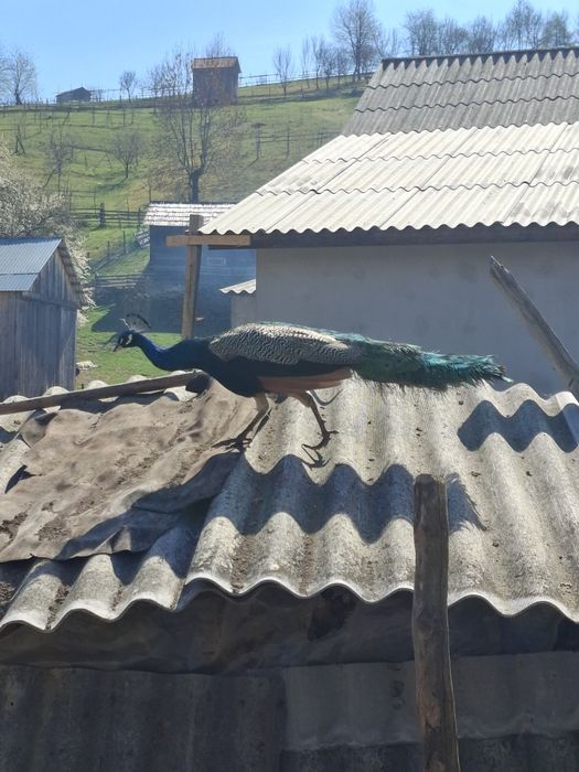 Păuni de vânzare