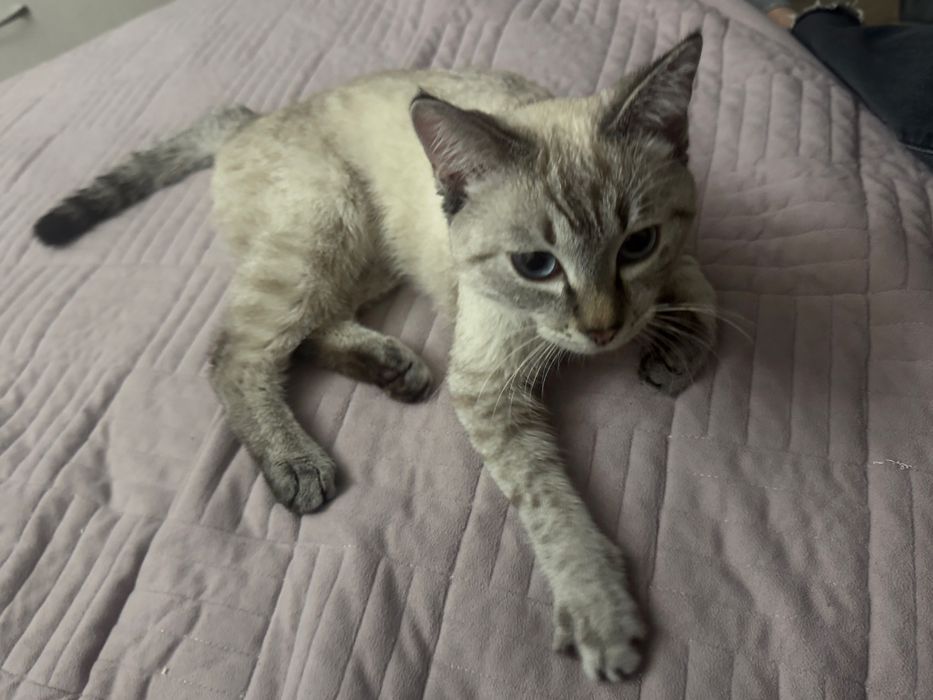 Отдам кота в хорошие руки