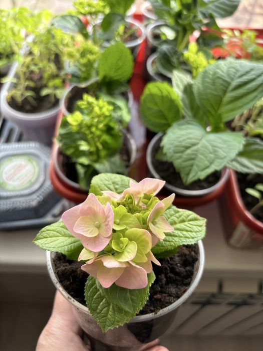 Продам гортензию