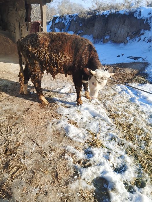 Продам хорошего быка