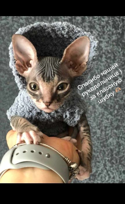 Одежда для животных