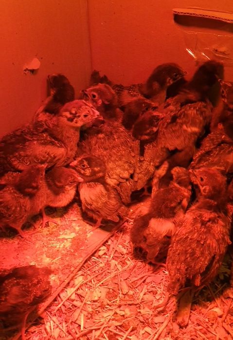 Кучин сицевый балапандары