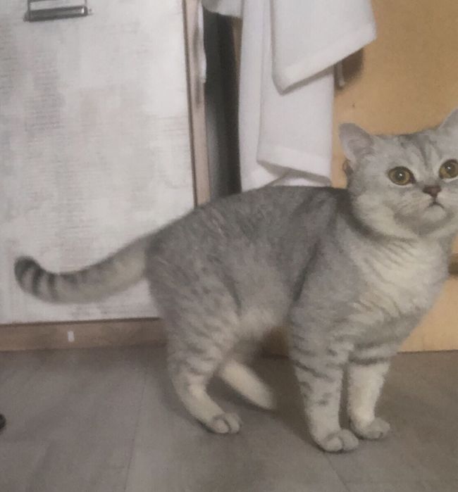Продается кот ..