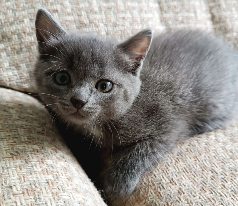Котята породы Нибелунг