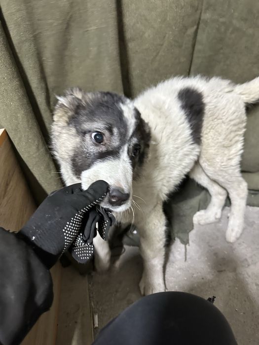 Алабай отдам щенок