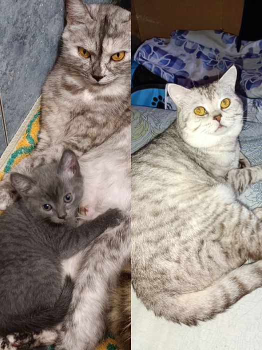 Шотландские котята