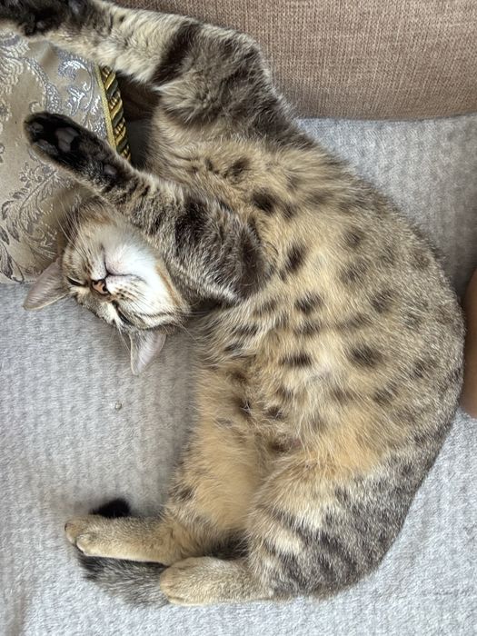 Кошка с котятами