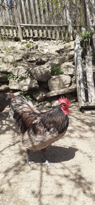 Vand cocosi australorp negru / albastru  si new hampshire