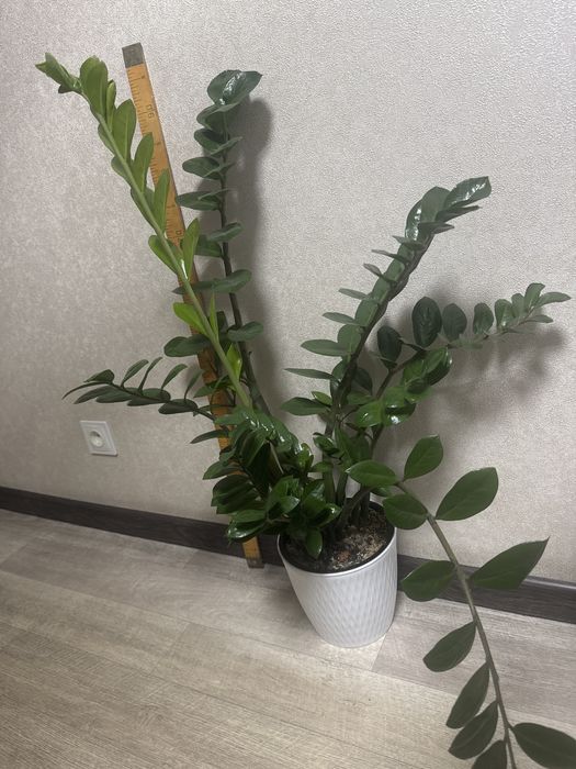 Комнатное рамтение замиокулькас