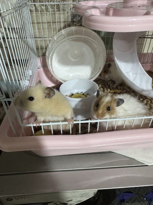 хамичеклар сотилади кафаси билан