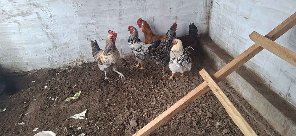 Продам петушки молодые