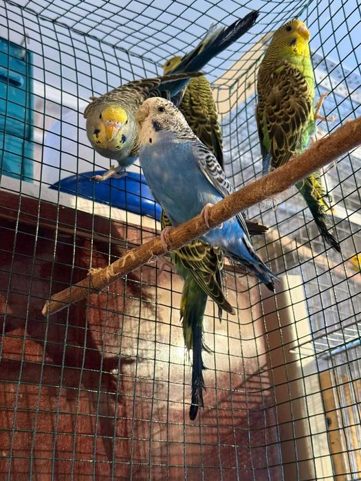 Попугаи волнистые