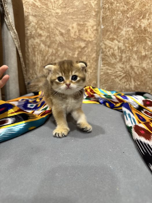 Продаю золотая шиншилла Фолд.