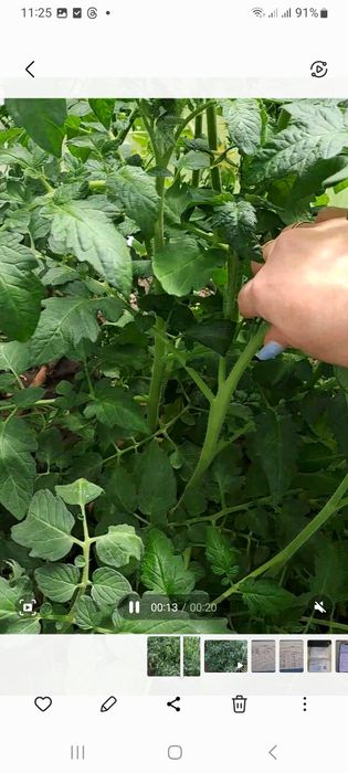 Продам рассаду помидор