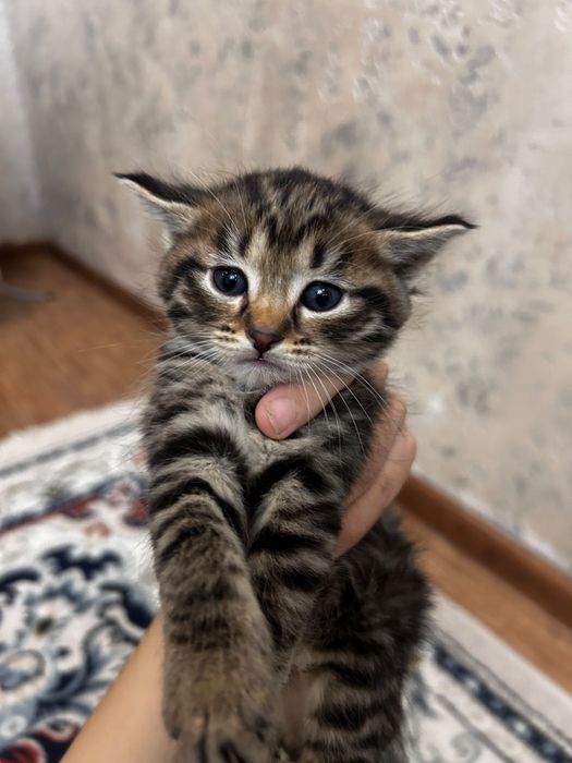 Шотландские котята — мальчик и девочка