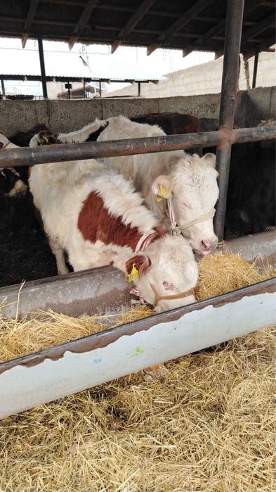 Откормда тұрған тана сатамын 13 дана