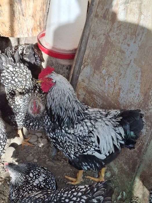 Vând cocosi wyandotte argintiu