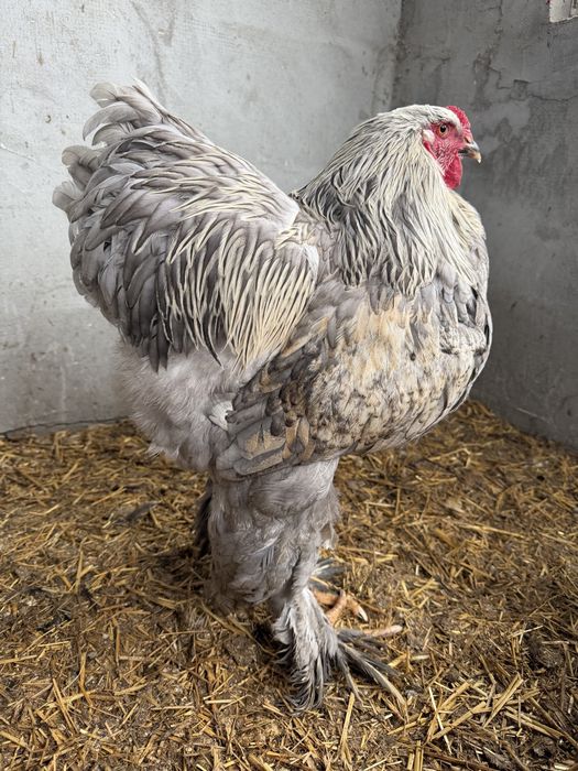 Gaini Brahma diferite culori