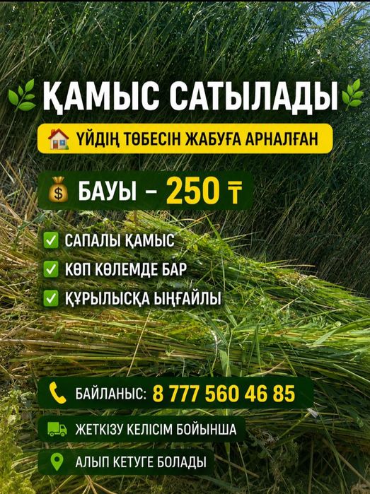 Қамыс бау қамыс бау