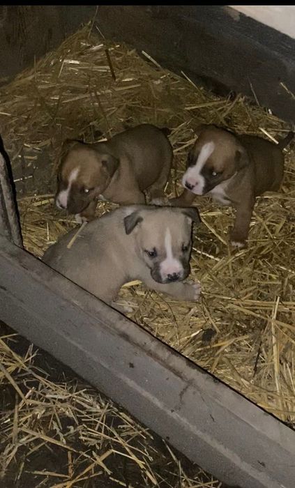 Малки питбулчета