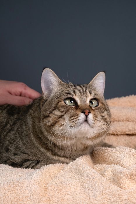 Котик Себáстьян , 10 месяцев