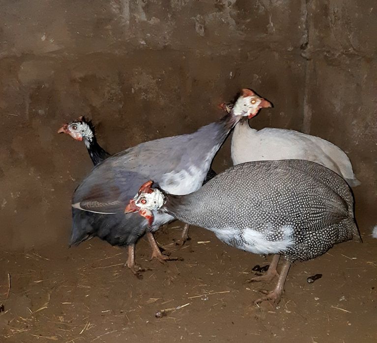 Ouă bibilică exotică pentru incubat !