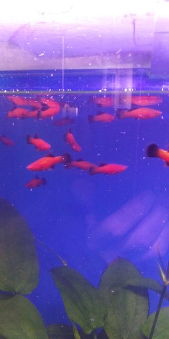 Продам флаговых меченосцев берлинских. Молодь.