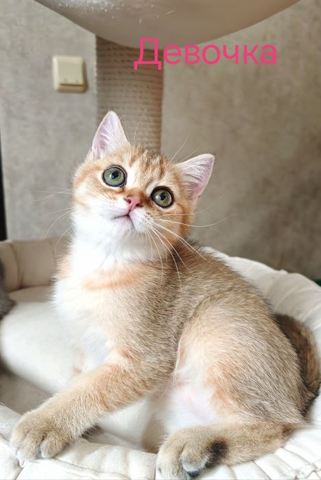 Британские котята