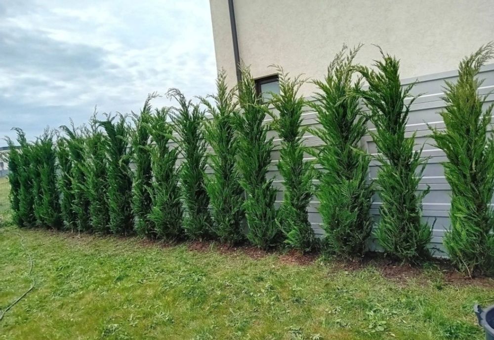 Chiparos Leylandii GIGANT - 2.20m+ (Ofertă: 180 Lei) ​Vând Chiparo