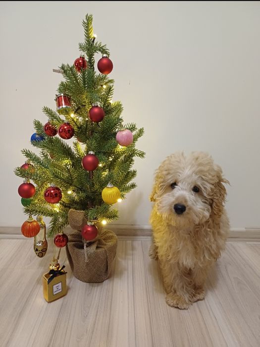 Мини пудел априкот