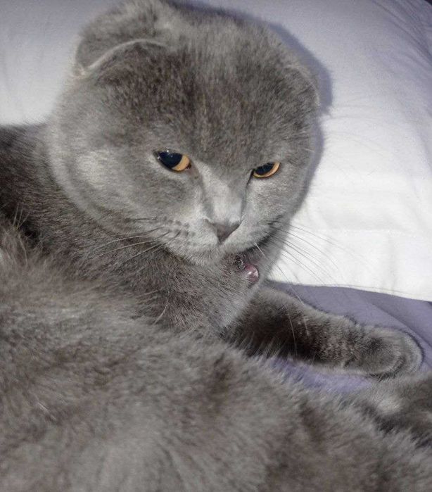 Scotish fold zotdor nasil olsa boladi. soglom