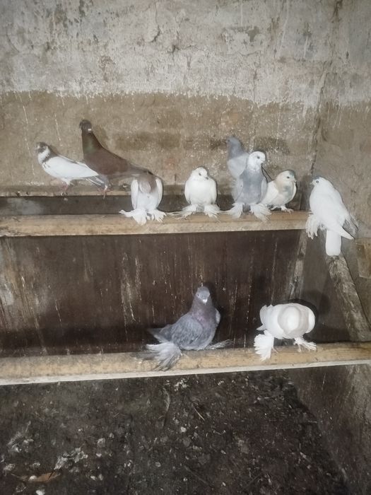 Продам голубей на гребле и с игрой