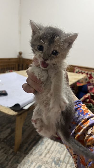 Котенок маленькие