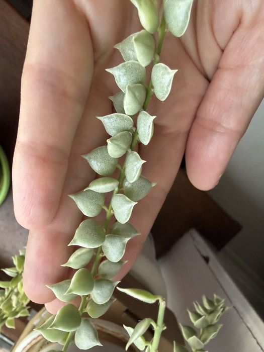 Цветы Дисхидия миллион сердец вариегатная