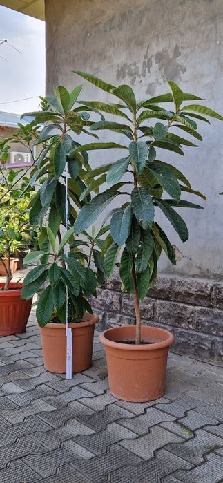 Продается Мушмула японская!